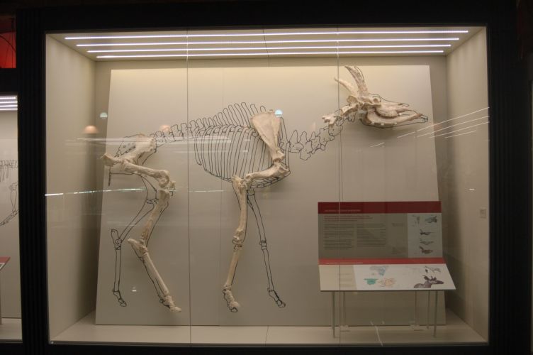 Montaje de la exposición temporal “Paleontología de la Comunidad de Madrid”