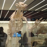 Paleontología en la comunidad de madrid